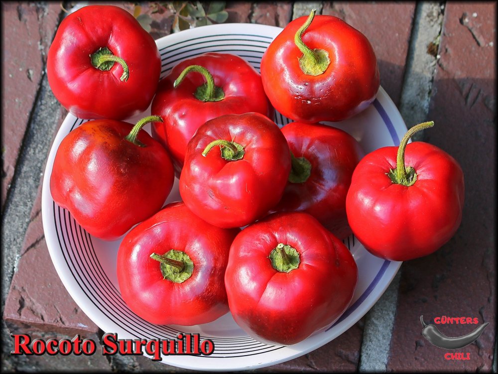 Rocoto Surquillo 24092023_.jpg
