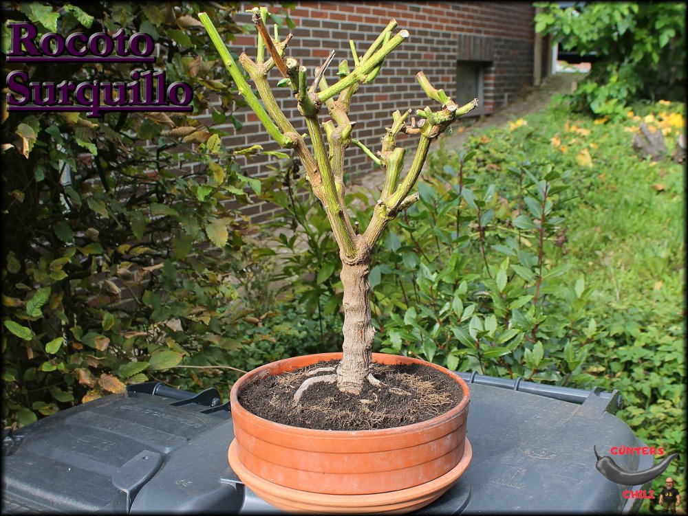 Rocoto Surquillo Überwinterer 2026_.jpg