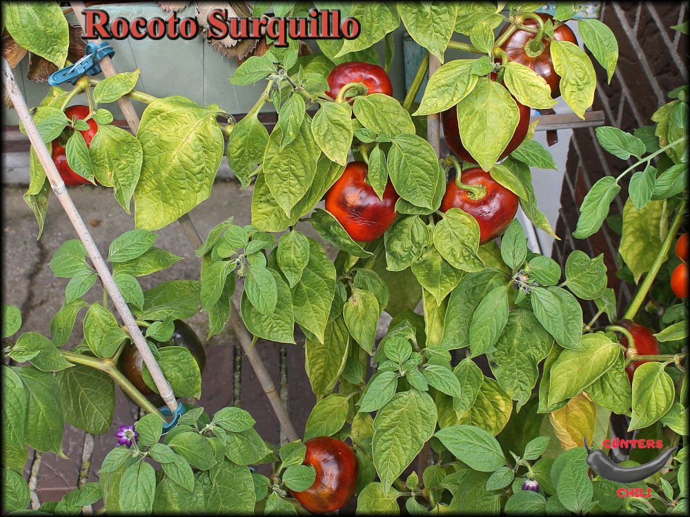 Rocoto Surquillo_.jpg