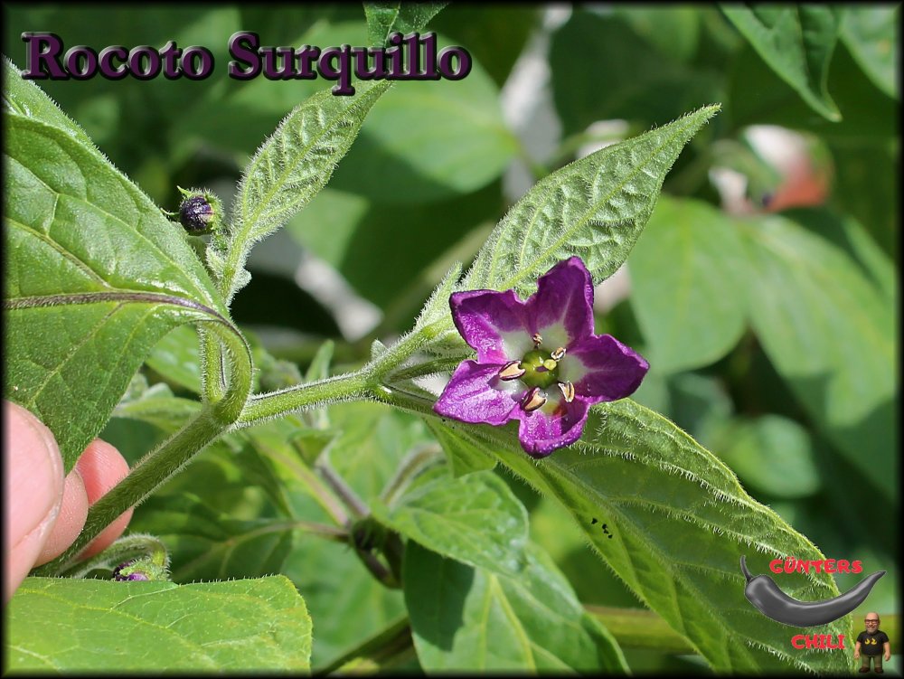 Rocoto Surquillo_.jpg