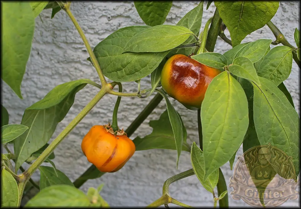 Rocoto U ganze Früchte_.webp