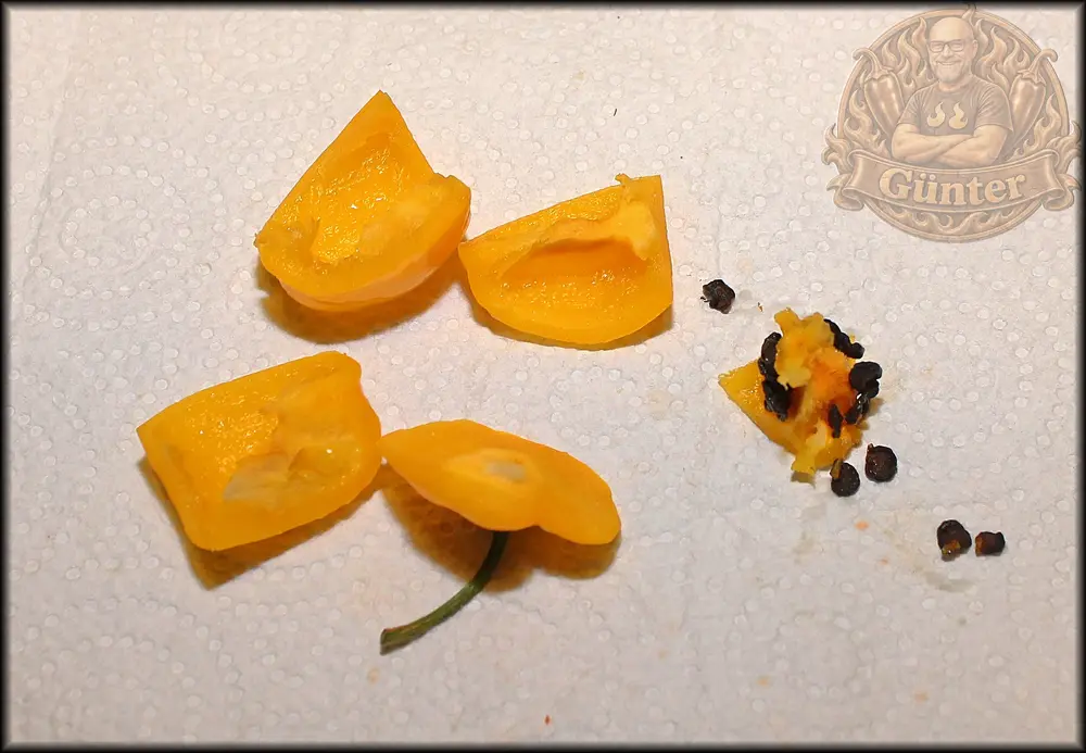 Rocoto U geviertelt_.webp