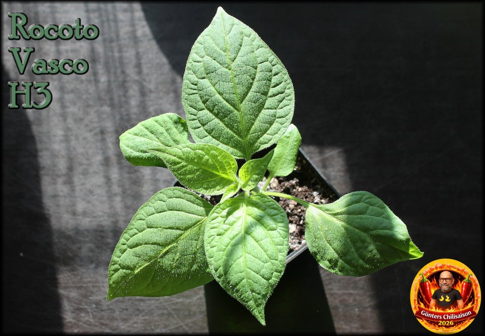 Rocoto Vasco H3 20260302_.jpg