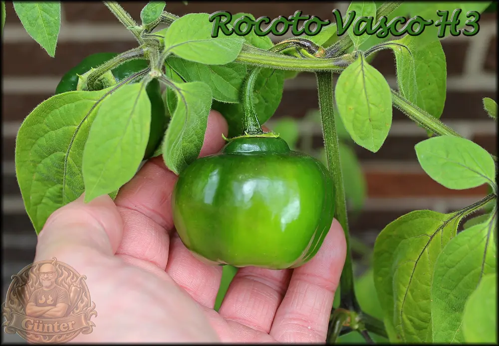 Rocoto Vasco H3_.webp