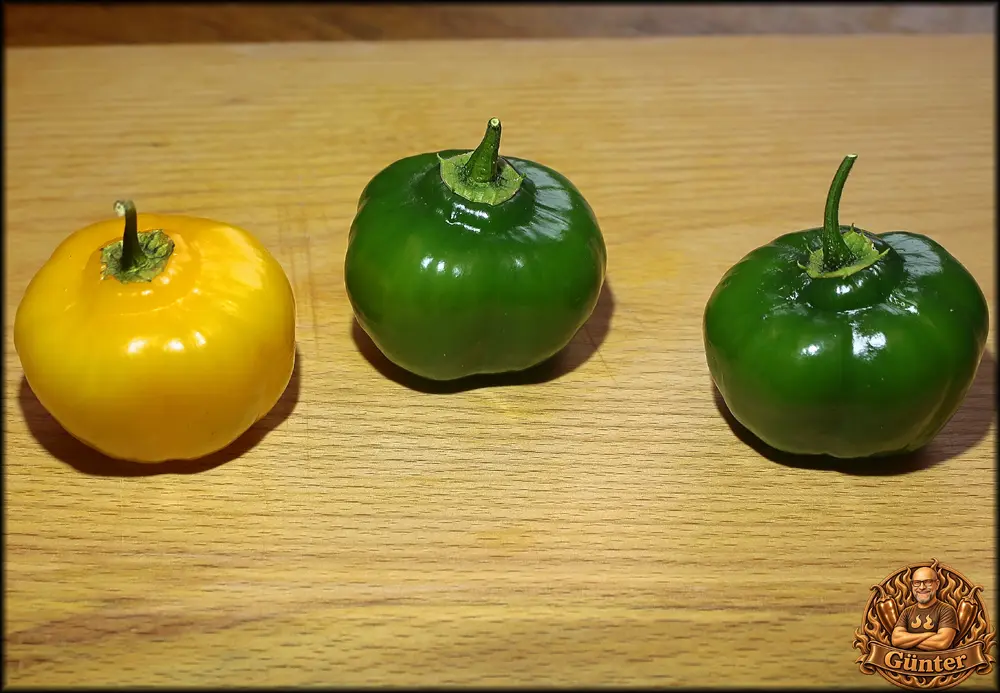Rocoto Vasco H3_25102026_.webp