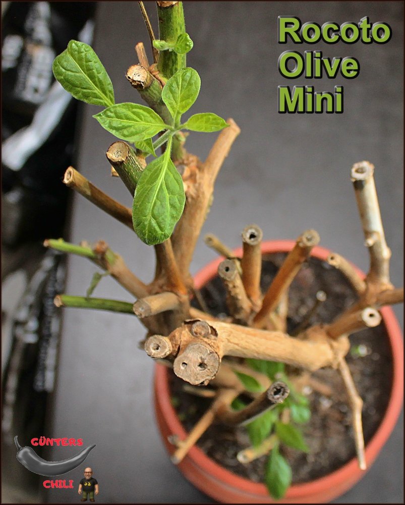 ROM 05122025 Überwinterer_.jpg