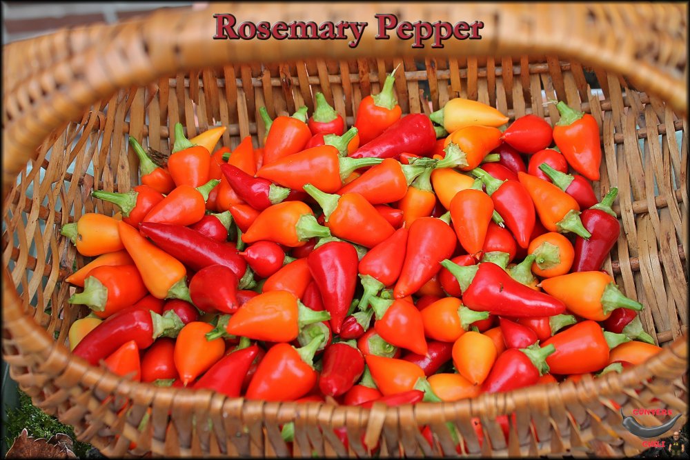 Rosemary Pepper_.jpg