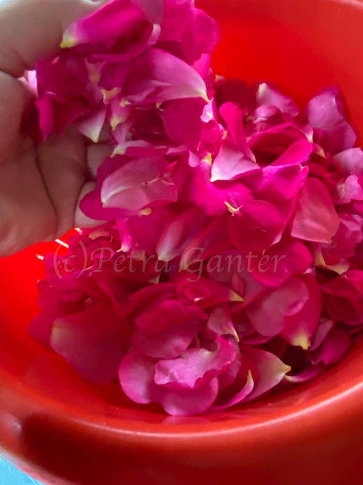 rosenblätter1 Kopie.jpg