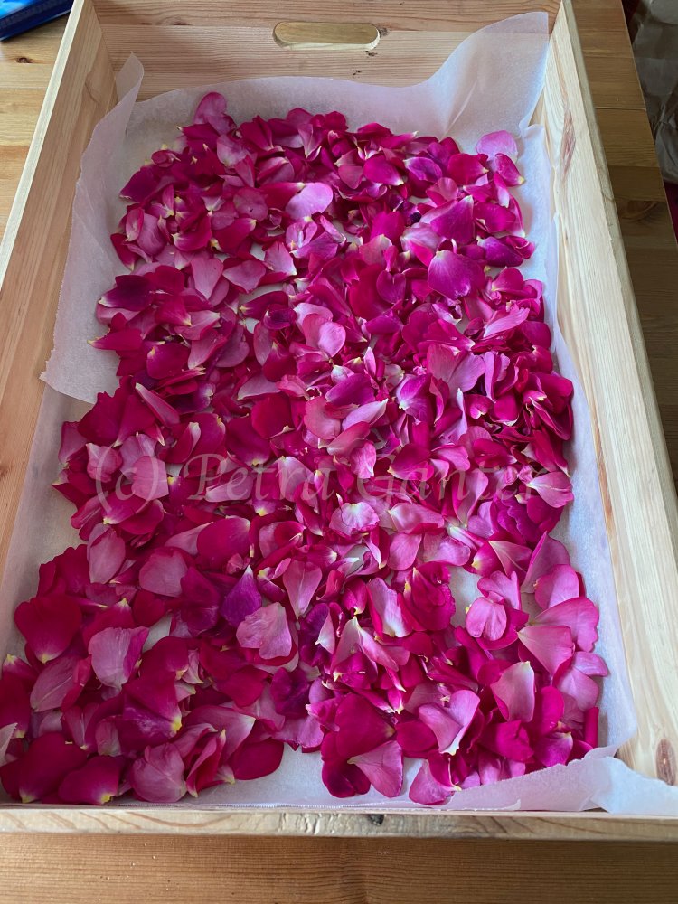 Rosenblätter2 Kopie.jpg