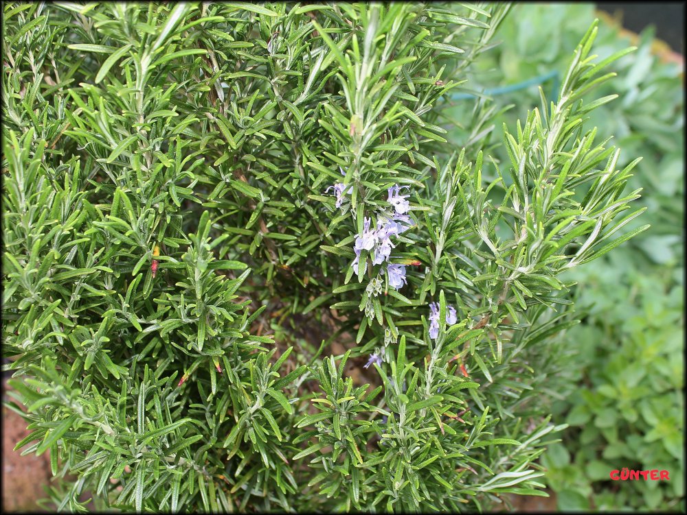 Rosmarin 06.05.2024_.jpg