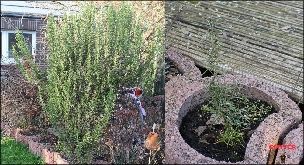 Rosmarin_März 2026_.jpg