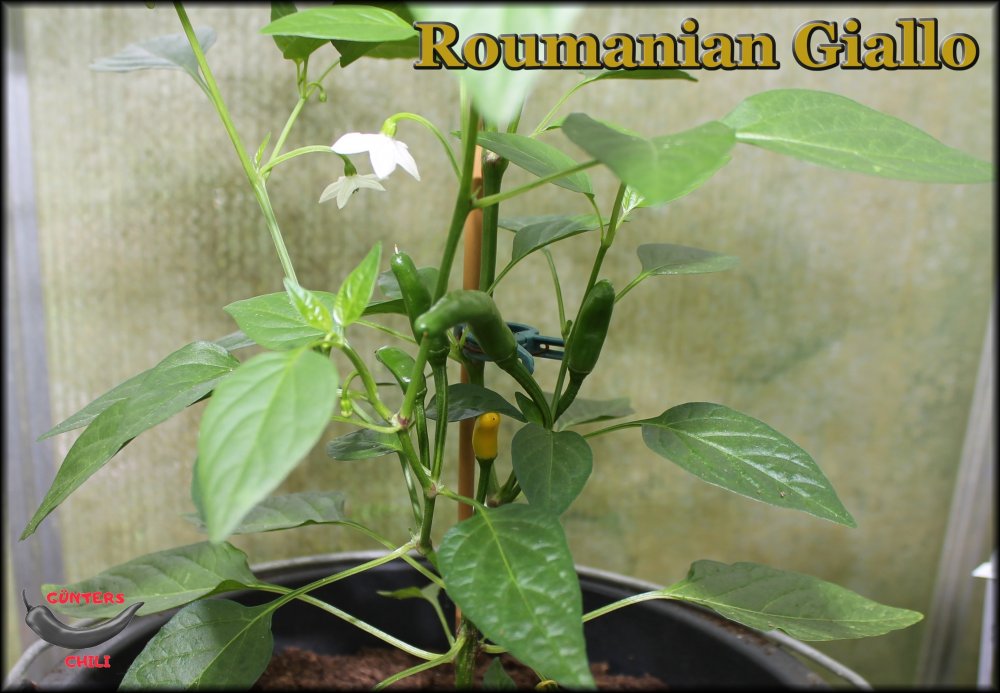 Roumanian Giallo.JPG