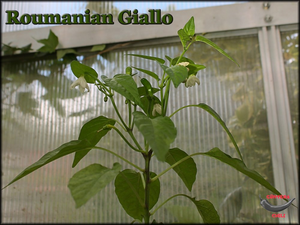 Roumanian Giallo_04.05.2024_.jpg