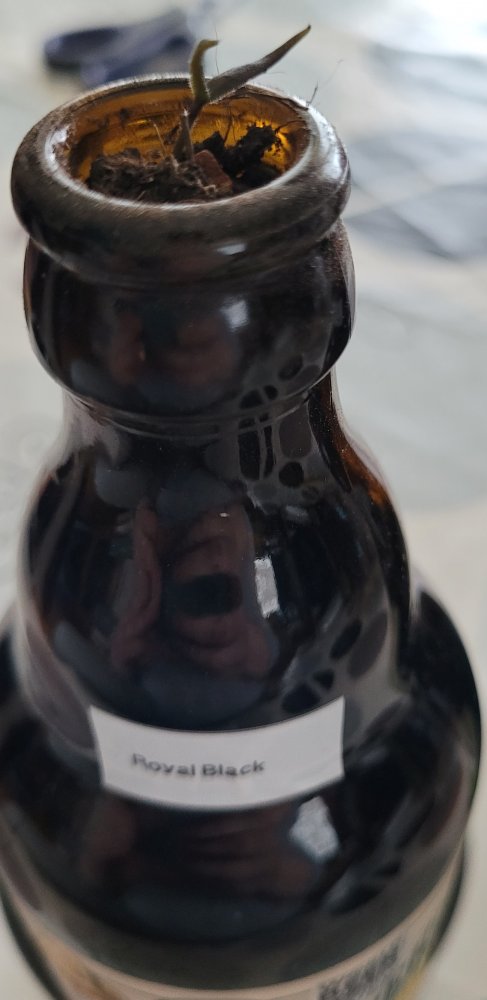 RoyalBlack.jpg