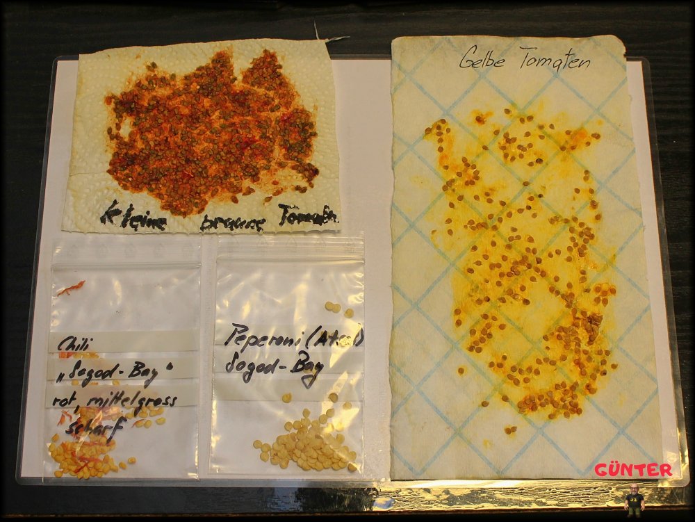 Saatgut Sogod-Bay_.jpg