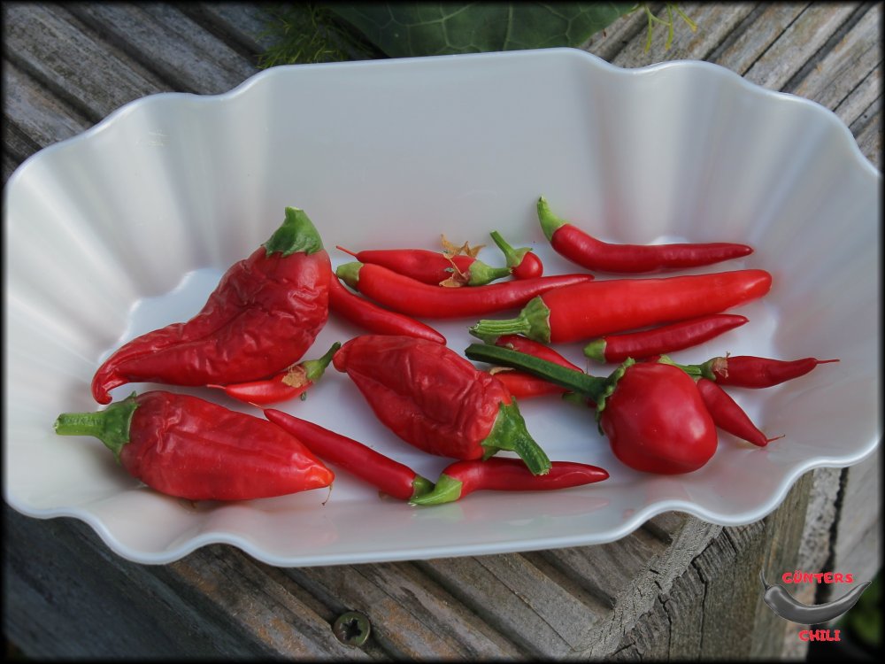 scharfe Chilis.JPG