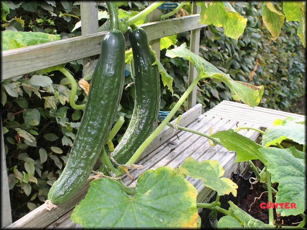Schlangengurken 14072025_.jpg