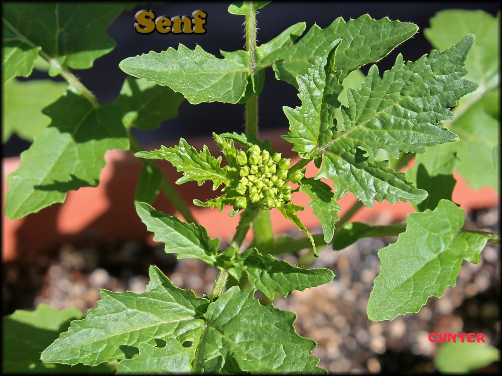 Senf_25062022_.jpg