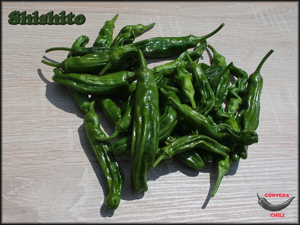 Shishito Ernte 03072022_.jpg