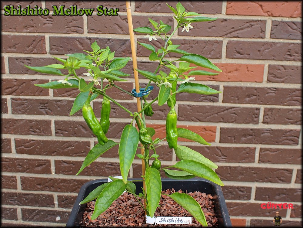 Shishito Mellow Star 11062025_.jpg