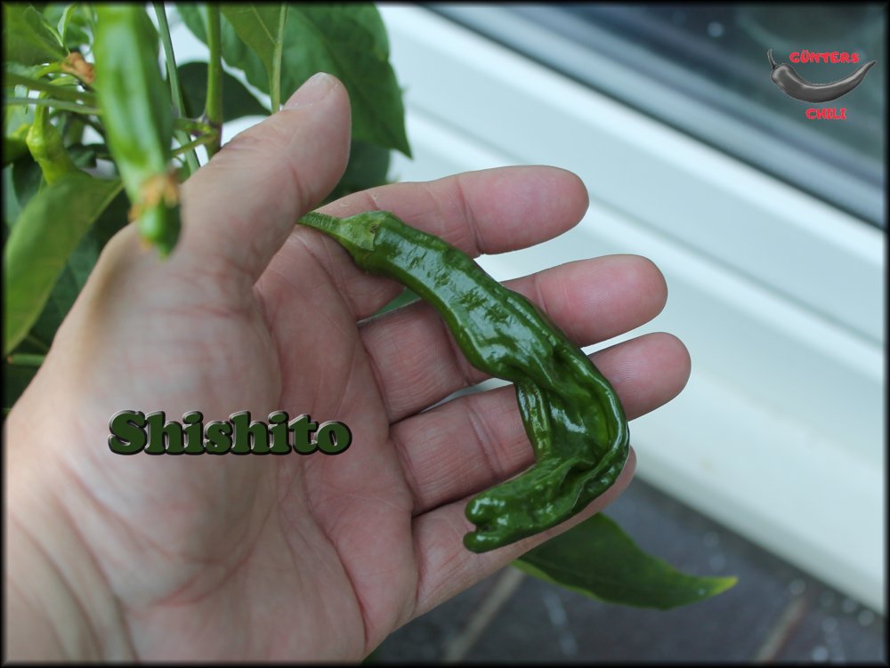 Shishito_19072022.JPG