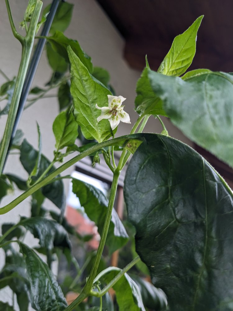 Sogar Rush Stripey.jpg