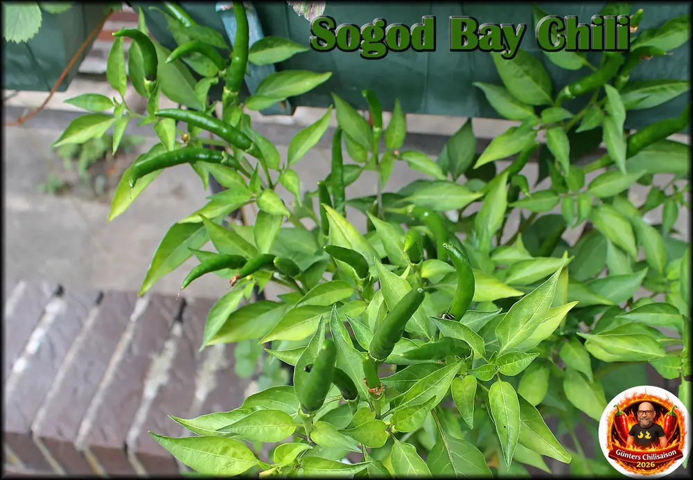 Sogodbay Chili_.webp