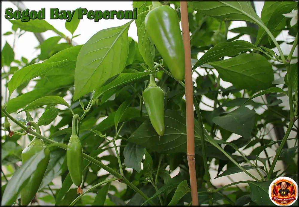 Sogodbay Peperoni_.webp