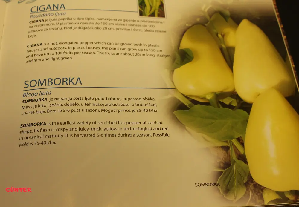 Somborka.webp