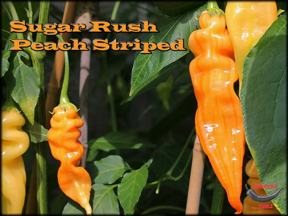 Sugar Rush Peach Striped 04092021__.jpg