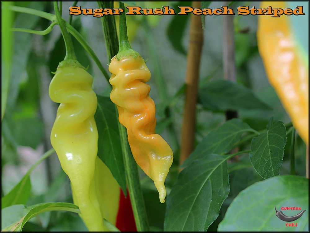 Sugar Rush Peach Striped 23082021_.jpg