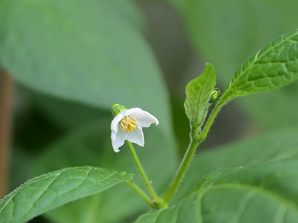 Sukanya Blüte offen_.jpg