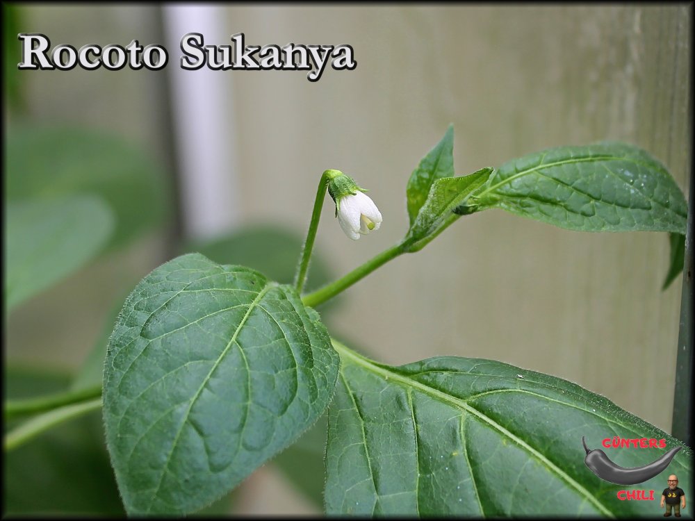 Sukanya Blüte_01082025_.jpg