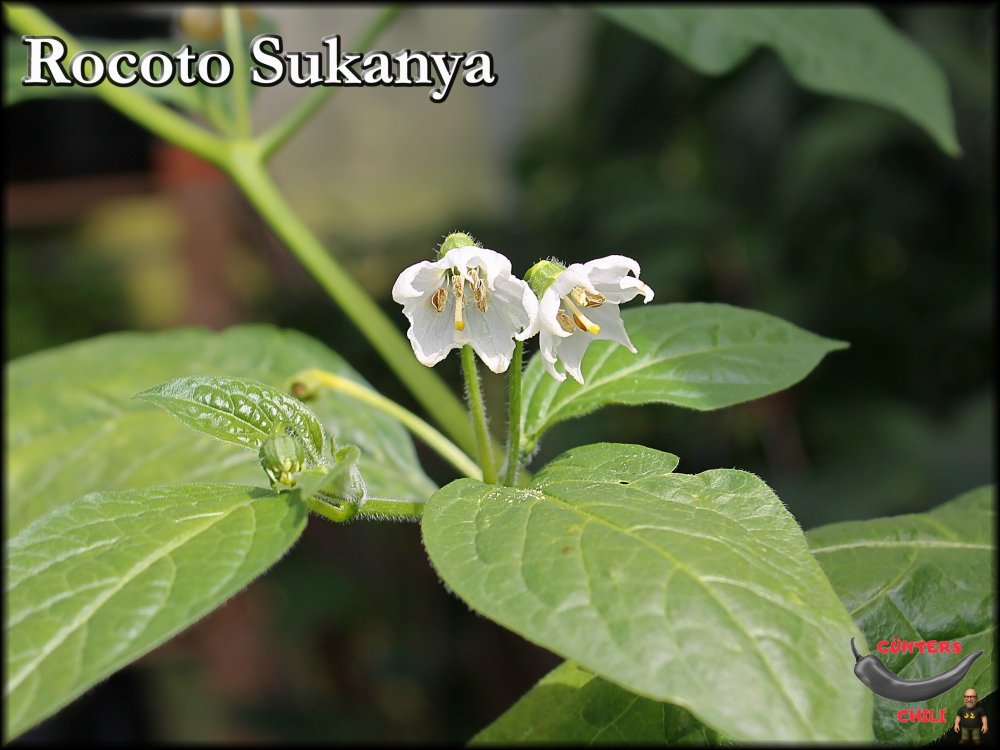 Sukanya Blüte_26082025__.jpg