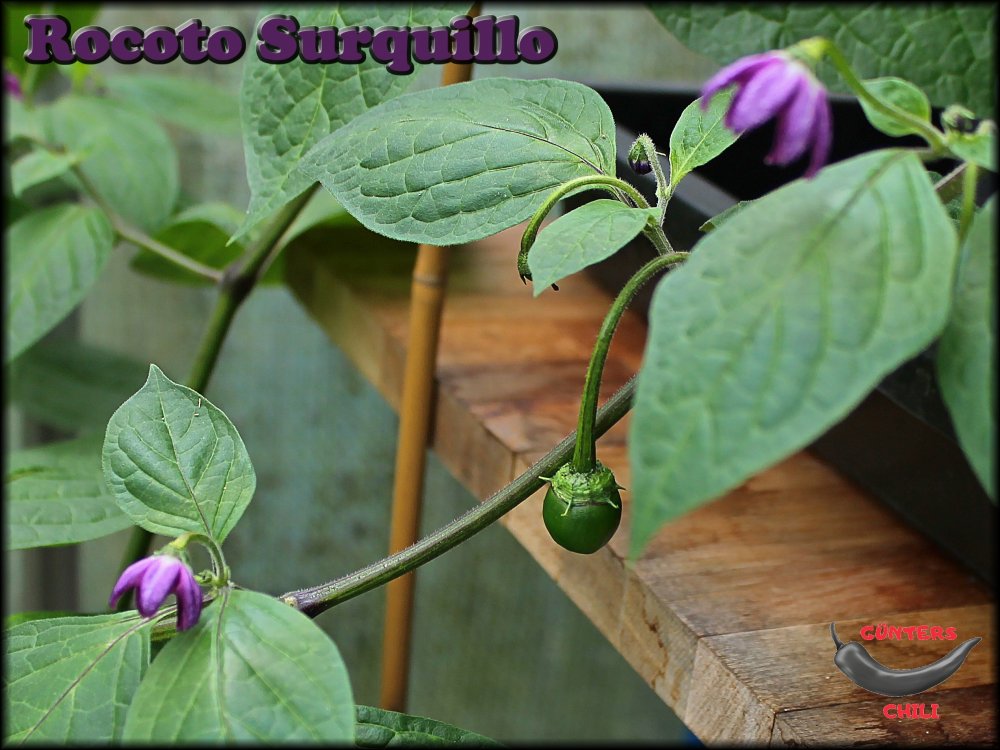Surquillo_10072022_.jpg