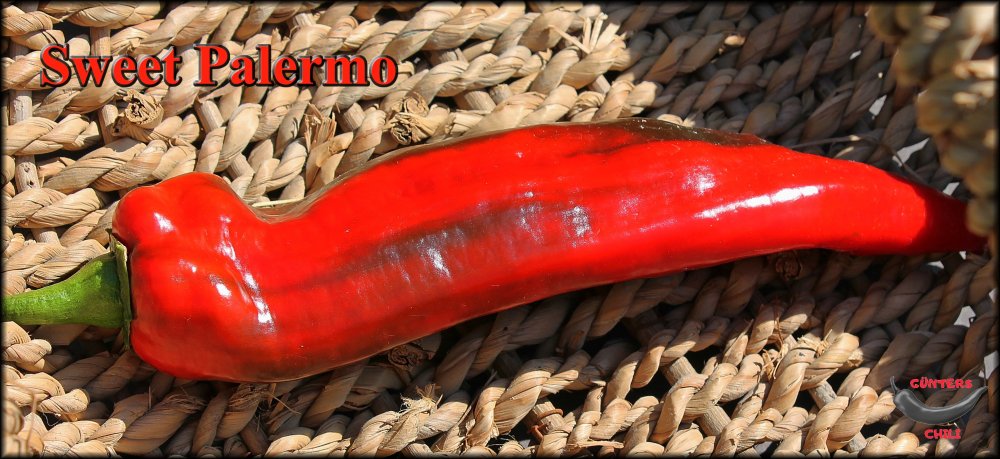 Sweet Palermo reif 09092023_.jpg