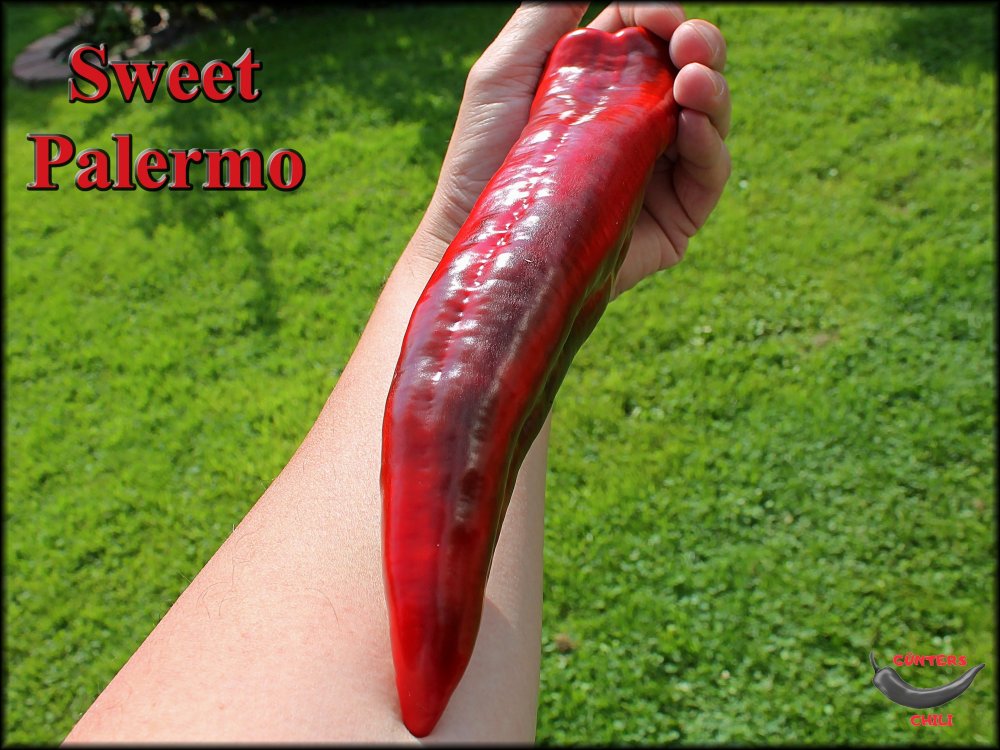 Sweet Palermo reif 20082023_.jpg