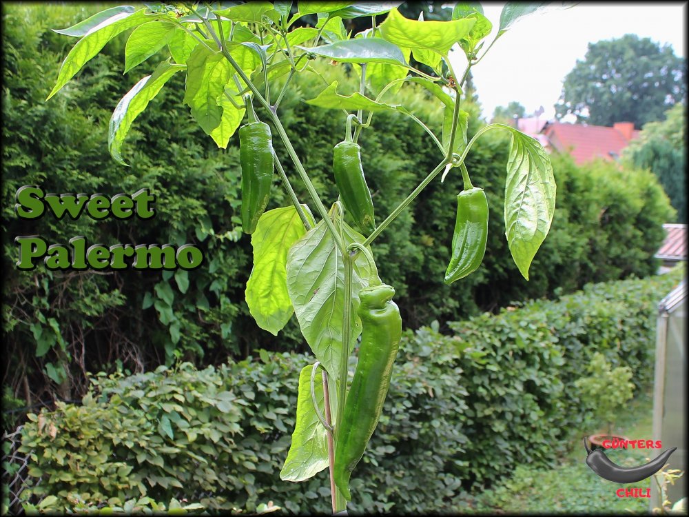 Sweet Palermo_26062022_.jpg