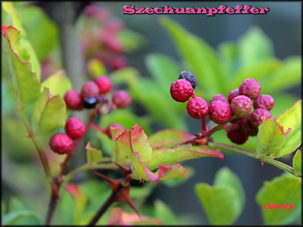 Szechuan Pfeffer 08092021_.jpg