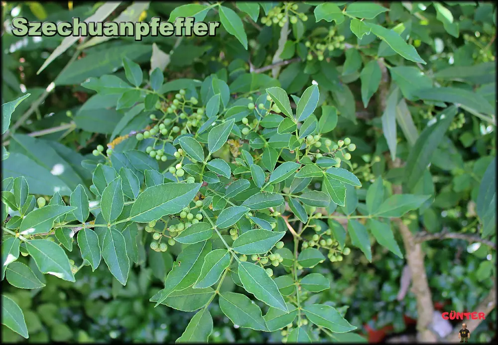 Szechuanpfeffer 24062026_.webp