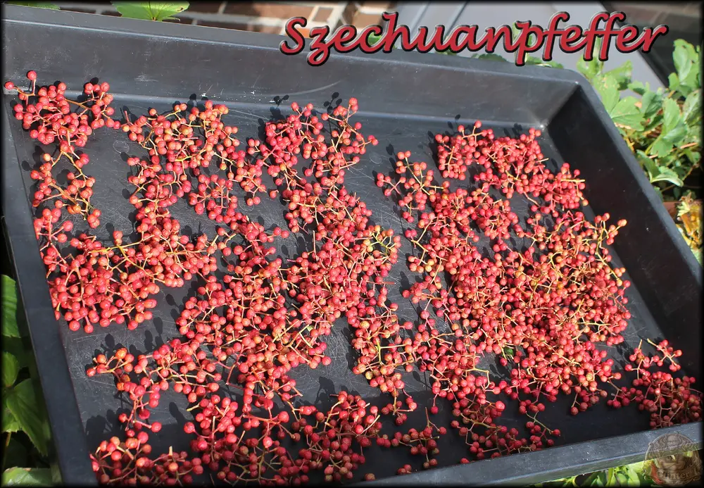 Szechuanpfeffer_.webp