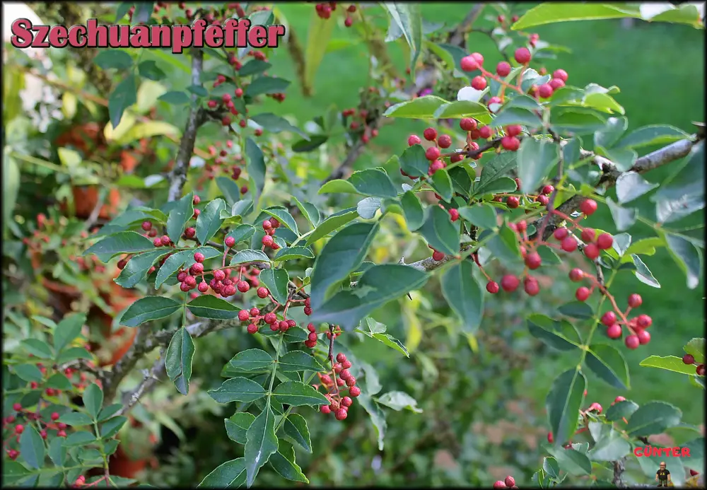 Szechuanpfeffer_07092026_.webp