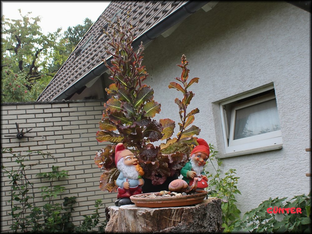 Tarantelle f Saatgut_.jpg
