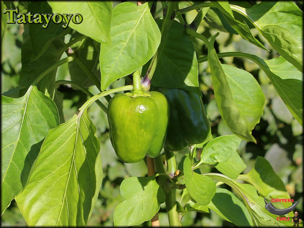 Tatayoyo 01072025_.jpg