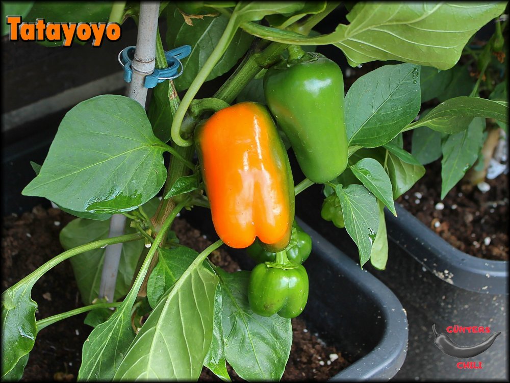 Tatayoyo 28072024_.jpg