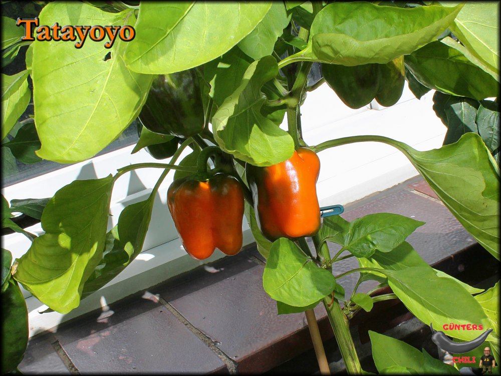 Tatayoyo_.jpg