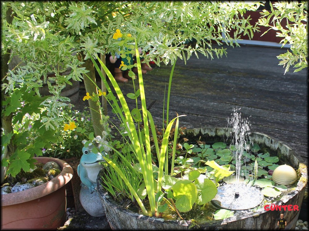 Teich 30062025_.jpg