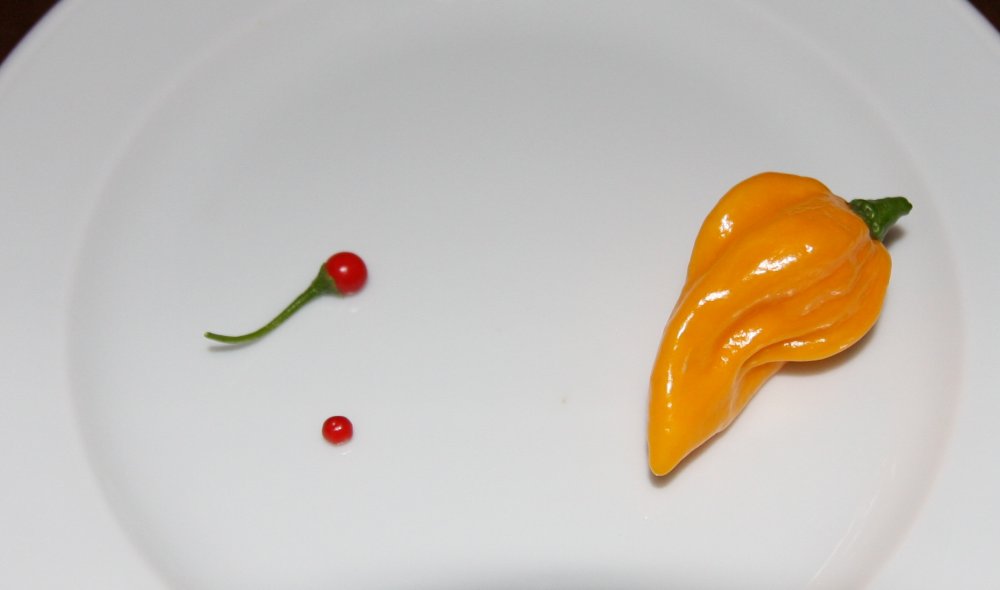 Texas Wild Tepin Yellow Fatalii.jpg