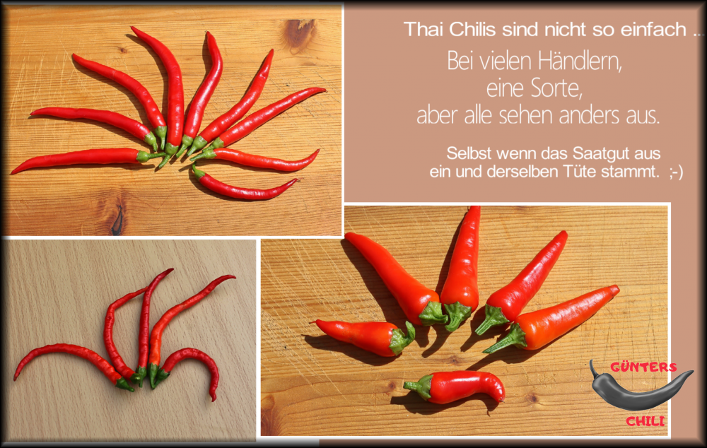 Thai Chilis.png