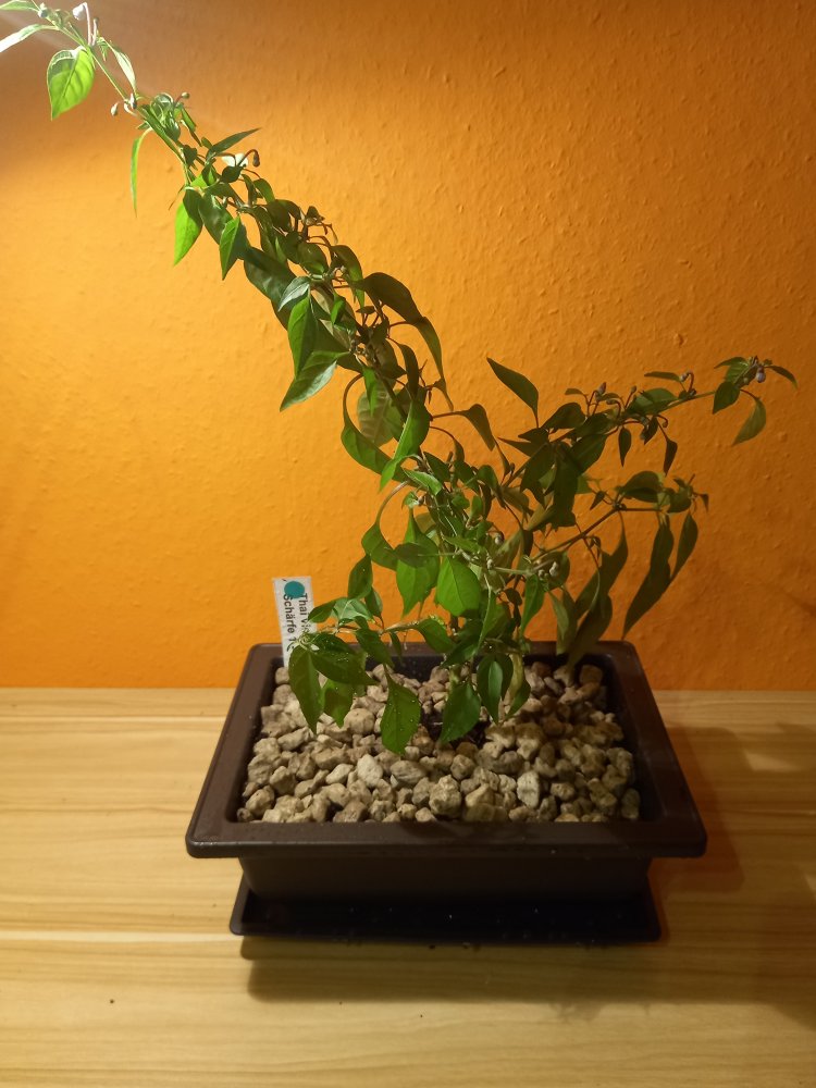 Thai Violett F4 vorbereitet.jpg